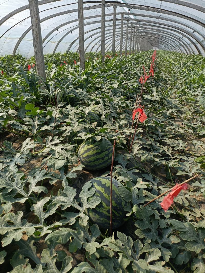 泰安甜王西瓜口感脆甜颜色鲜红花皮西瓜价格