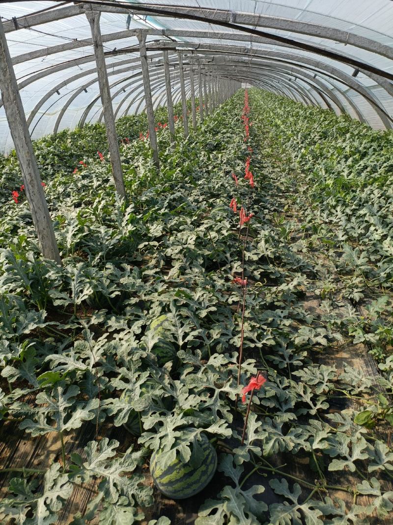 泰安甜王西瓜口感脆甜颜色鲜红花皮西瓜价格
