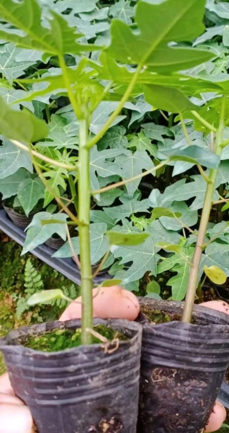 木瓜苗，大青红肉木瓜苗，牛奶木瓜苗，黄金木瓜苗，品种优良