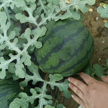 莎蜜佳西瓜价格黑皮西瓜红瓤西瓜批发泰安西瓜大棚
