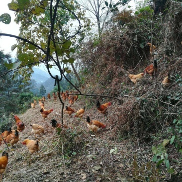 散养绿色土鸡