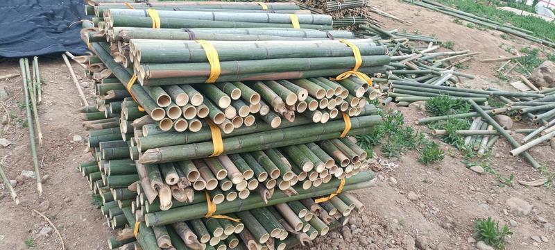 竹竿菜架竹，支撑杆大棚竹杆各种规格，全国发货
