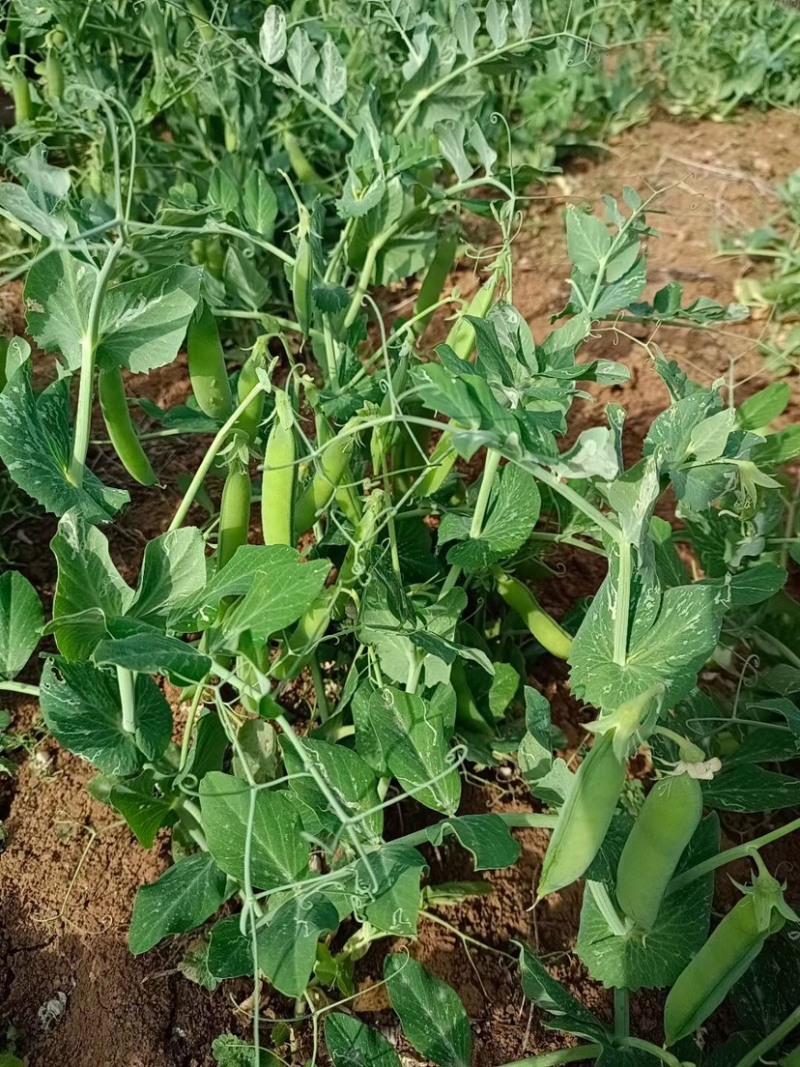 豌豆荚大量上市中保质保量一手货源欢迎致电