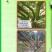 果树青苔药柑橘柚子专用不伤花果嫩芽无刺激专用助剂