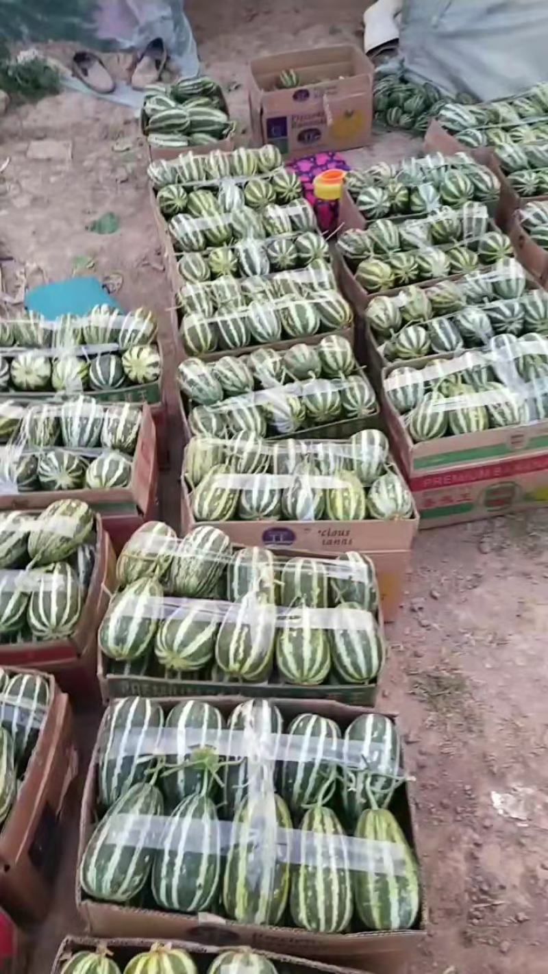 博洋甜瓜大量供应了，产地发货，货源稳定，诚信经营