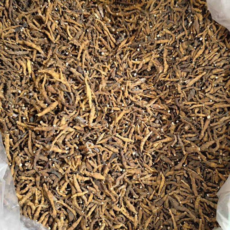 九节菖蒲正品无硫货产地采购一手货源全国发货