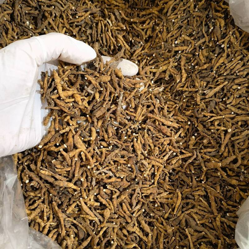 九节菖蒲正品无硫货产地采购一手货源全国发货