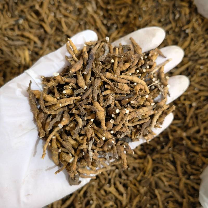 九节菖蒲正品无硫货产地采购一手货源全国发货