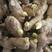 姜种，【脱毒姜种-亩产过万】专业技术指导保质保量全国发货