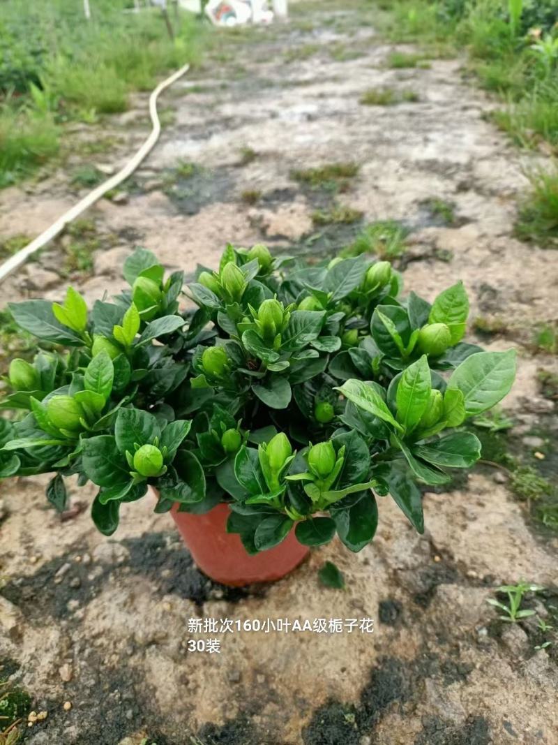 160#栀子花冠幅大花苞多7.5元/盆一箱30盆装基地发
