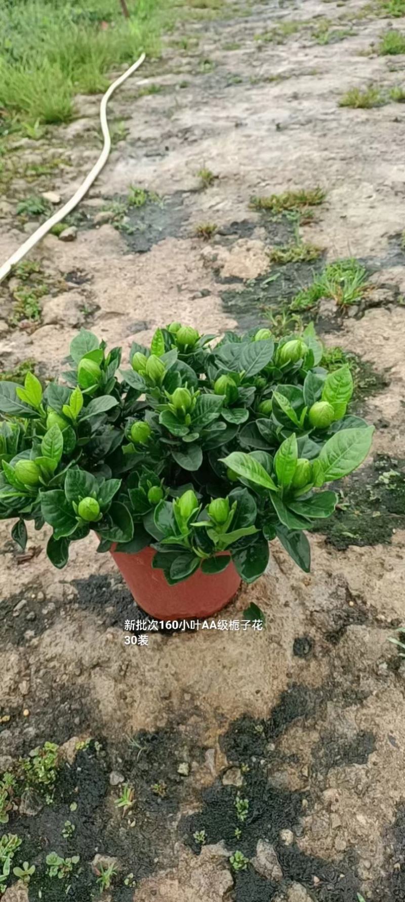 160#栀子花冠幅大花苞多7.5元/盆一箱30盆装基地发