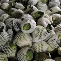 甘蓝