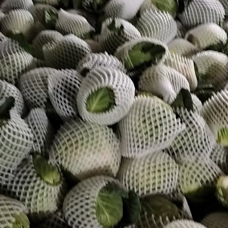 甘蓝