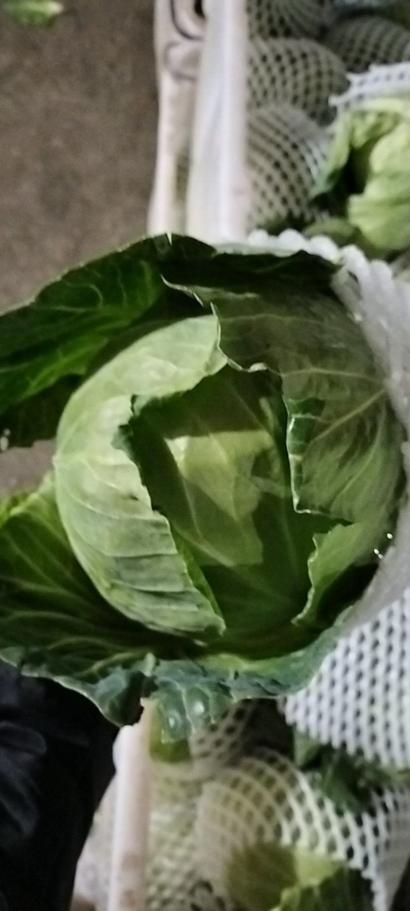 甘蓝