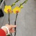 2.8寸双梗蝴蝶兰3个品种拼箱，一箱50棵，基地直发发货