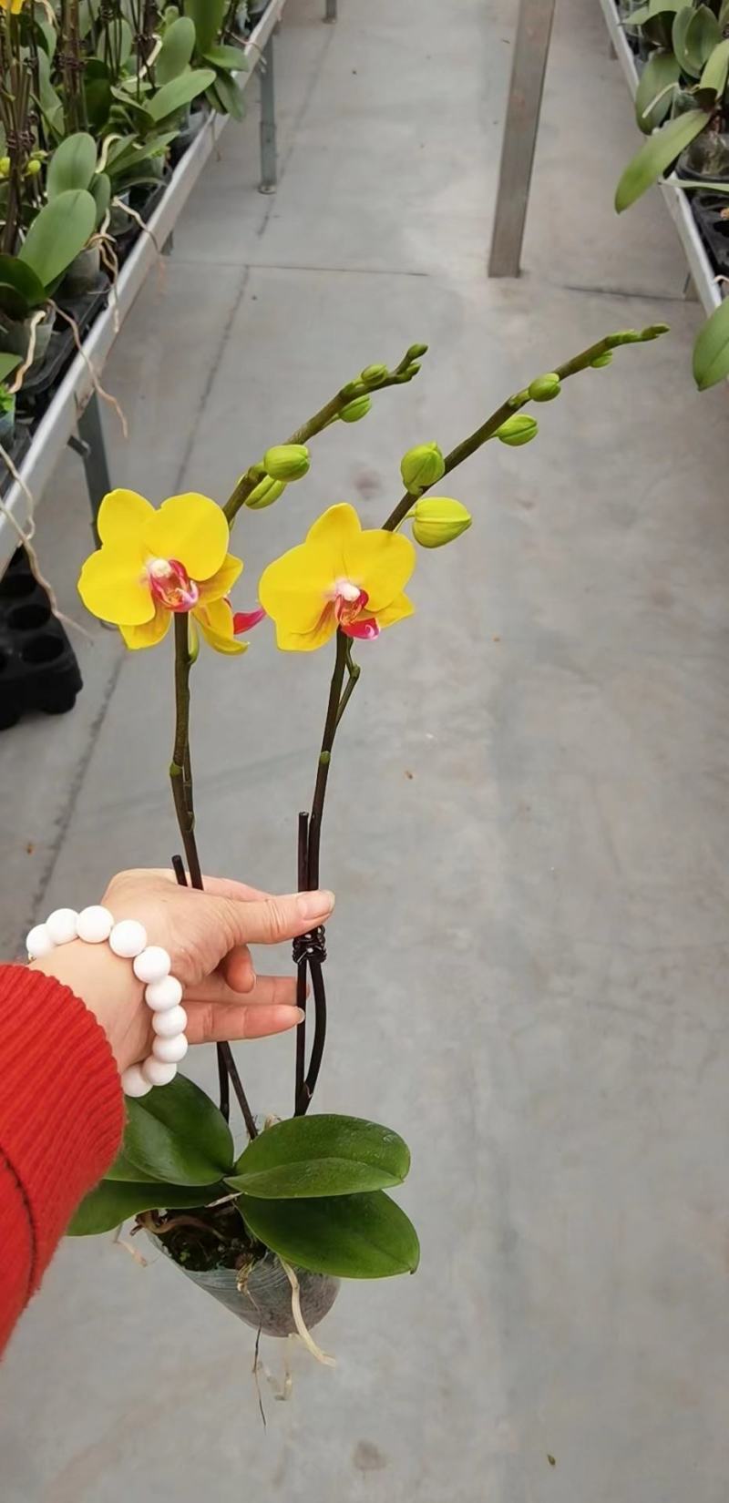 2.8寸双梗蝴蝶兰3个品种拼箱，一箱50棵，基地直发发货