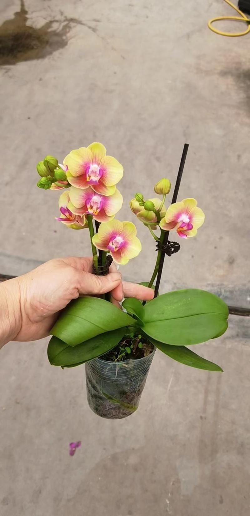2.8寸双梗蝴蝶兰3个品种拼箱，一箱50棵，基地直发发货