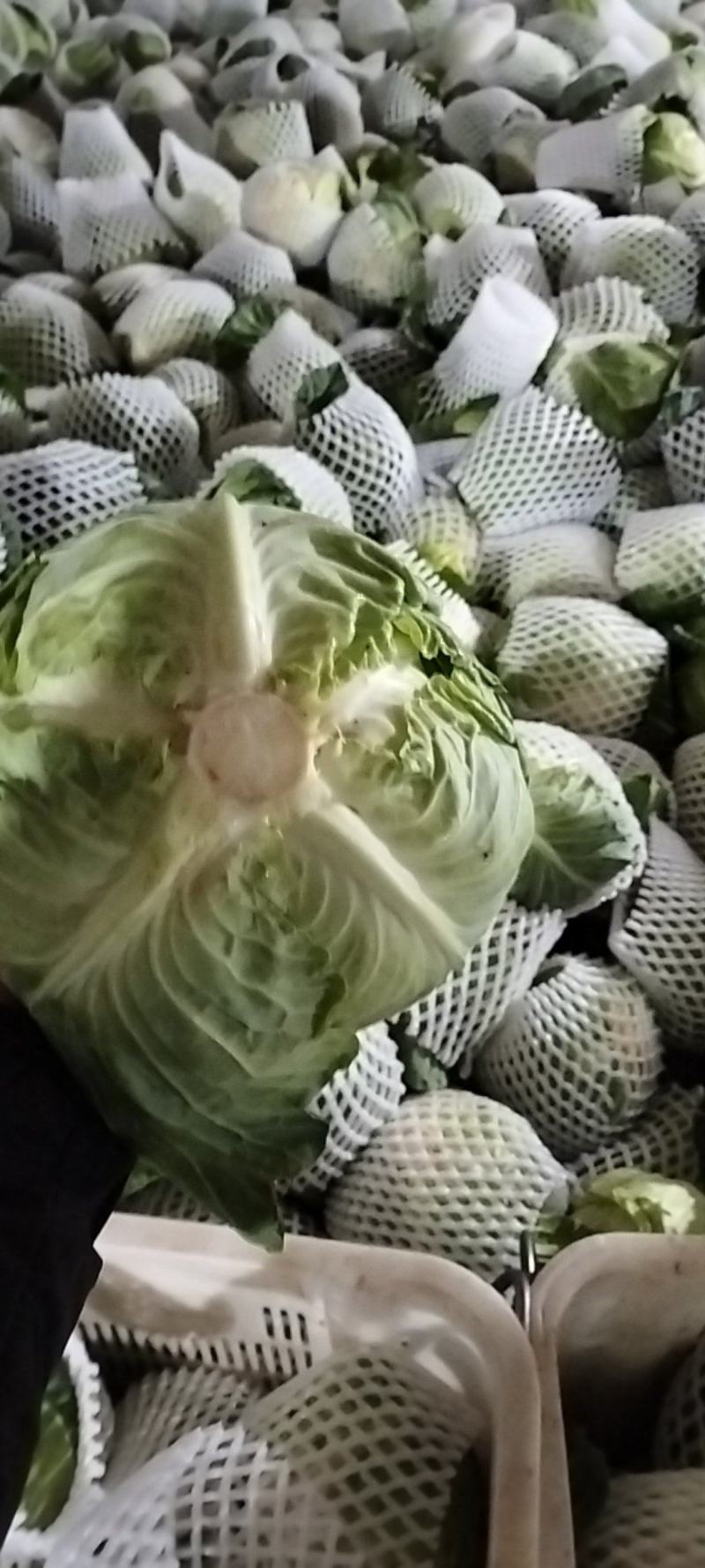 甘蓝