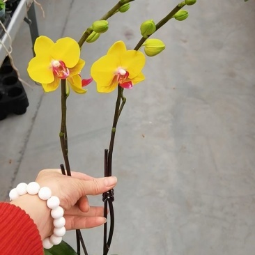 2.8寸双梗蝴蝶兰3个品种拼箱，一箱50棵，基地直发发货