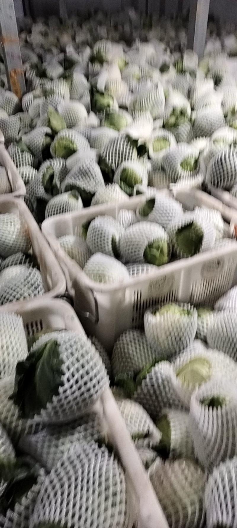 甘蓝