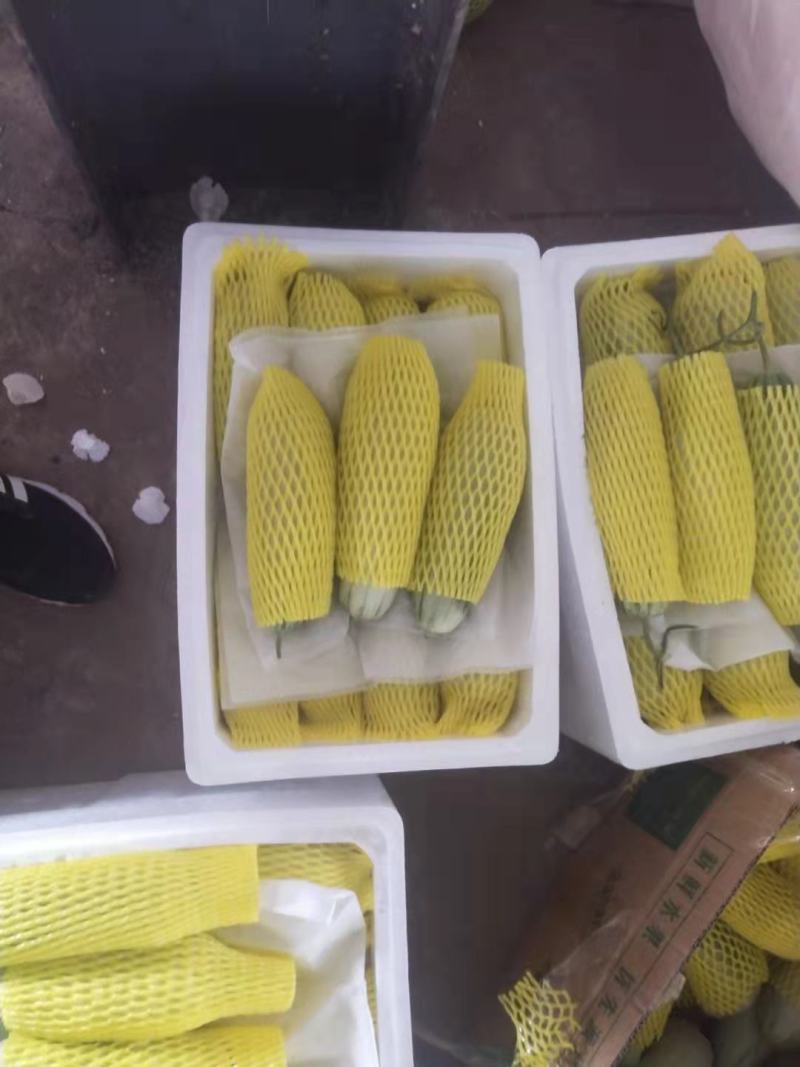 博洋甜瓜大量供应了，产地发货，货源稳定，诚信经营
