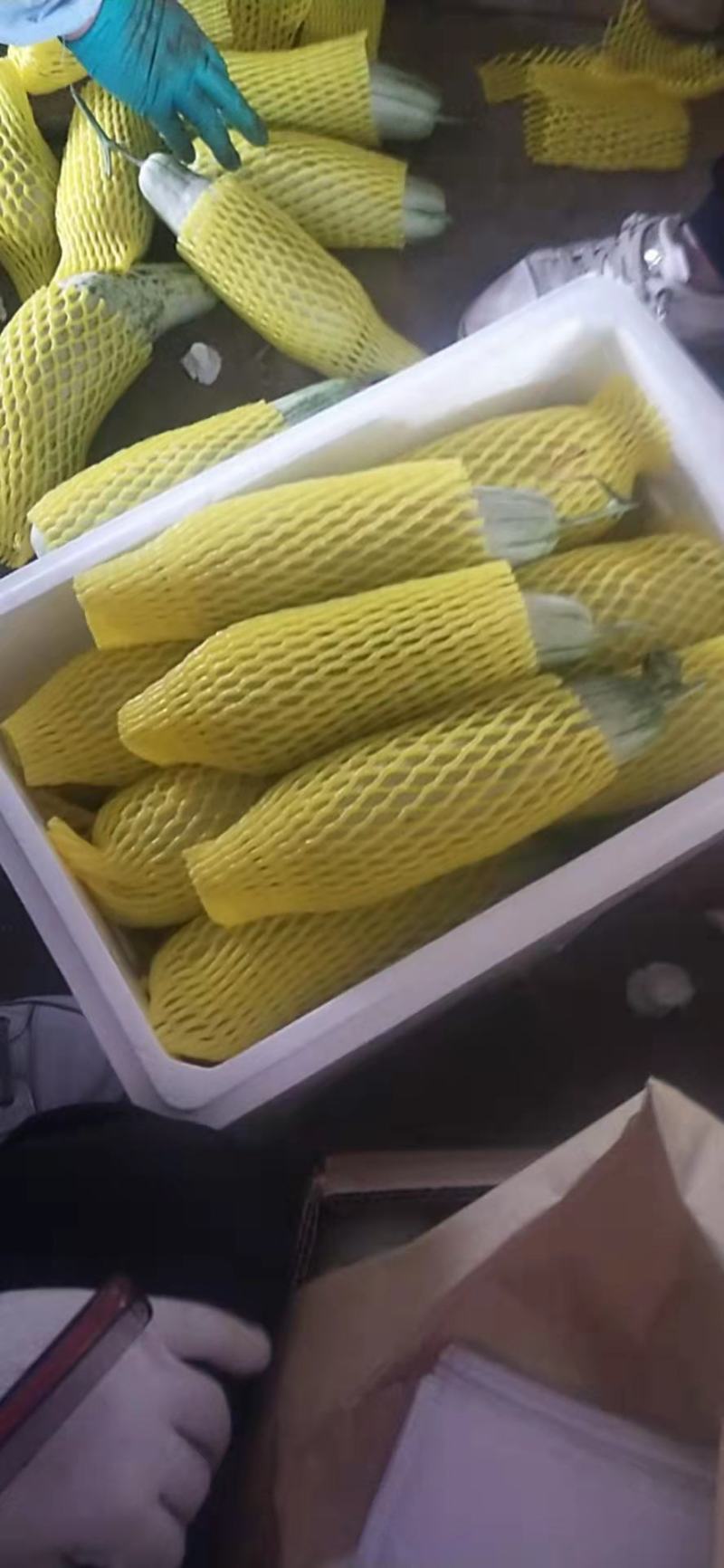 博洋甜瓜大量供应了，产地发货，货源稳定，诚信经营