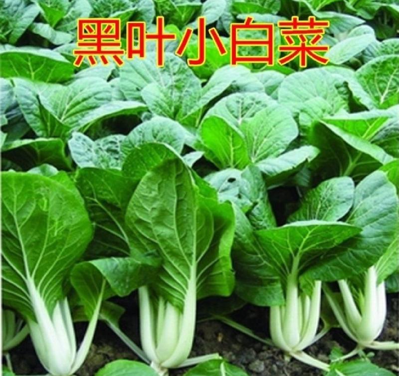 【精品】安徽黑叶白菜、黑叶菜、黑叶白、实力供货