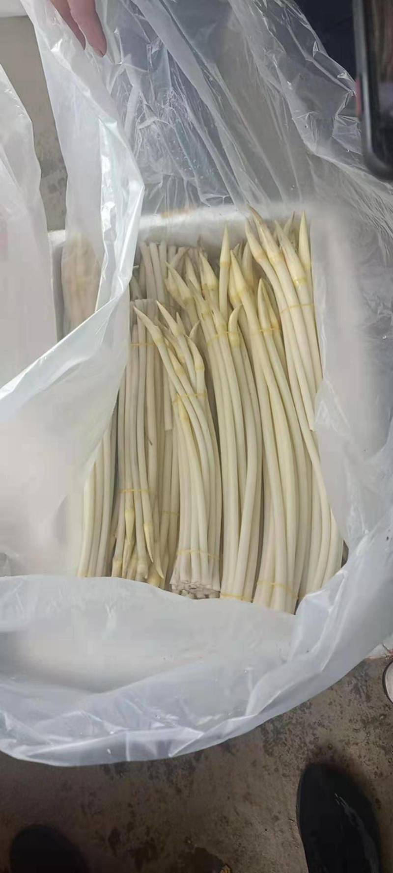 藕带