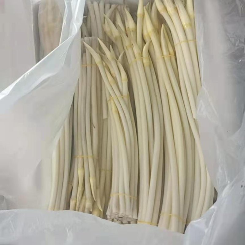 藕带