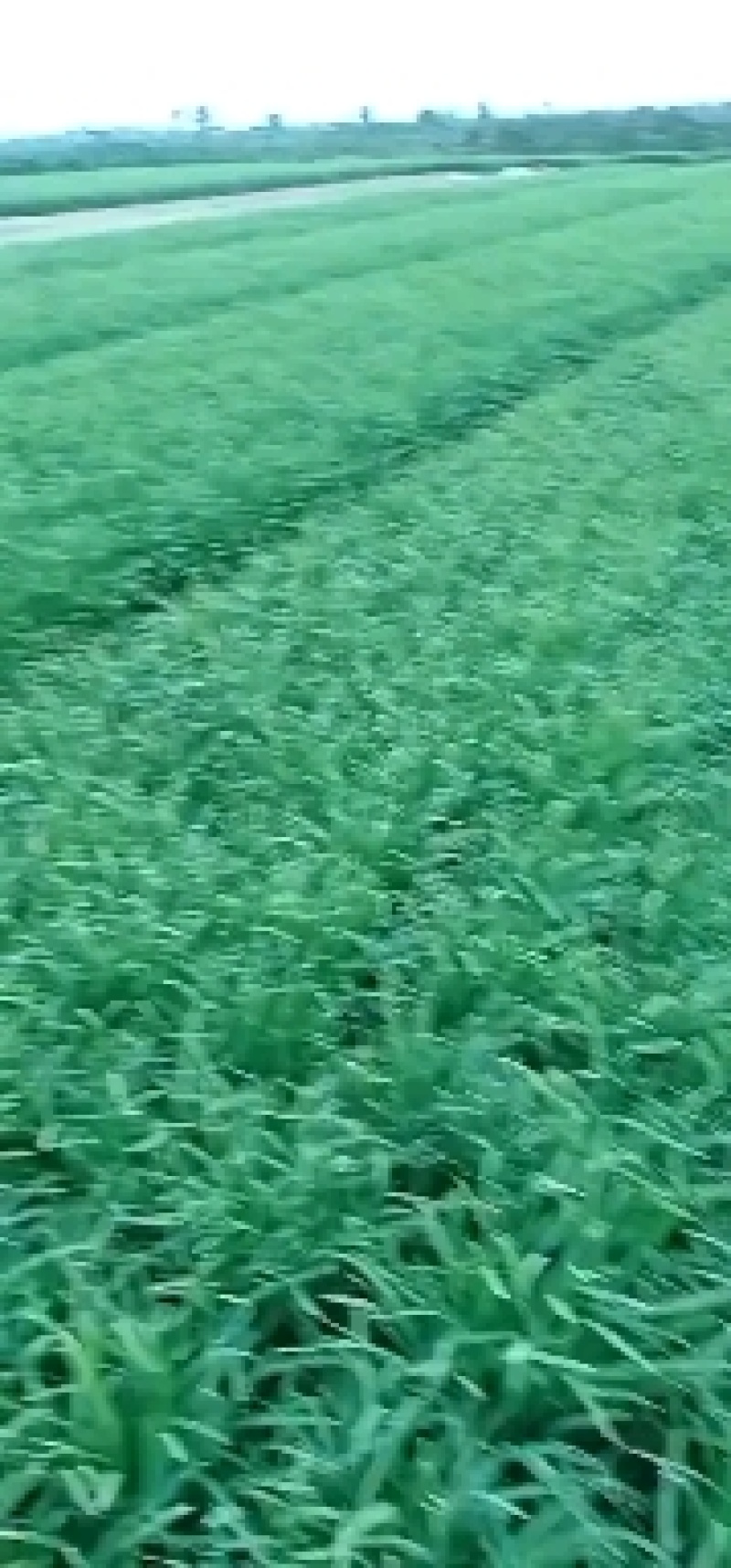 蔬菜田韭菜田出租出售