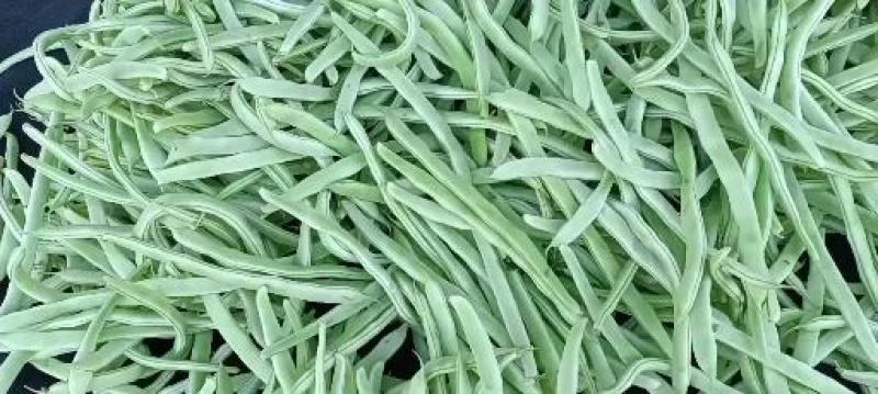 山东单县，芸豆，产地直供，货源充足，优等蔬菜，对接全国