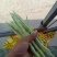 山东单县，芸豆，产地直供，货源充足，优等蔬菜，对接全国