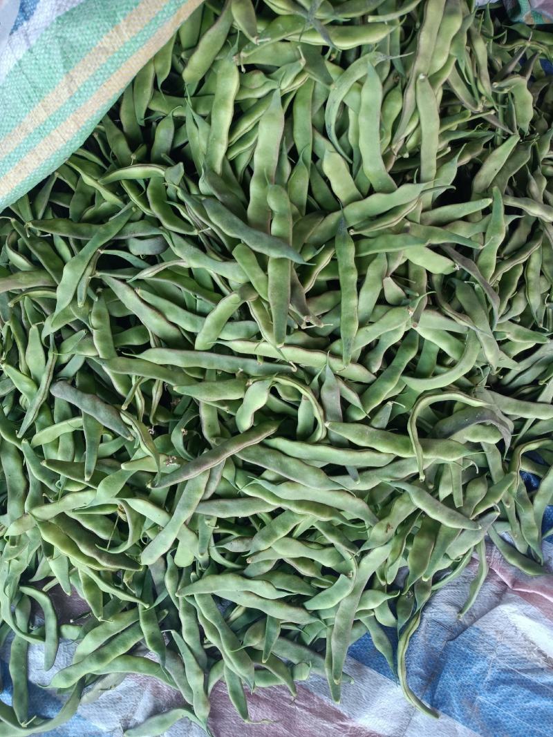 山东单县，芸豆，产地直供，货源充足，优等蔬菜，对接全国