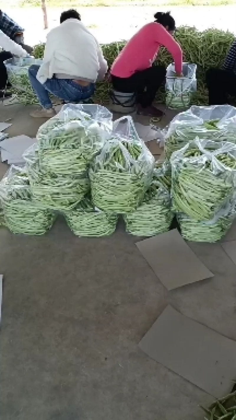 山东单县，芸豆，产地直供，货源充足，优等蔬菜，对接全国