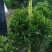 非洲茉莉