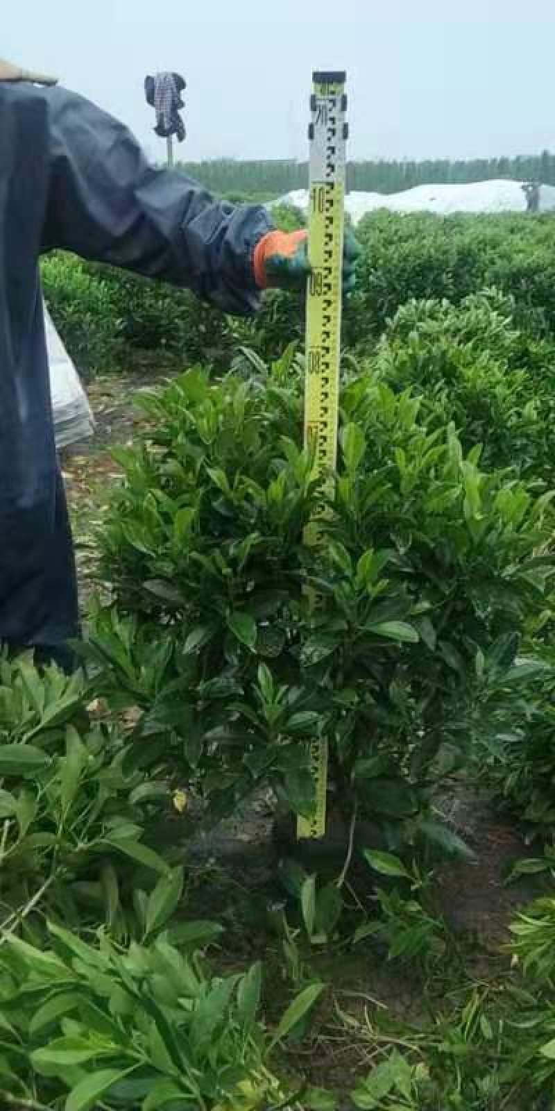 非洲茉莉