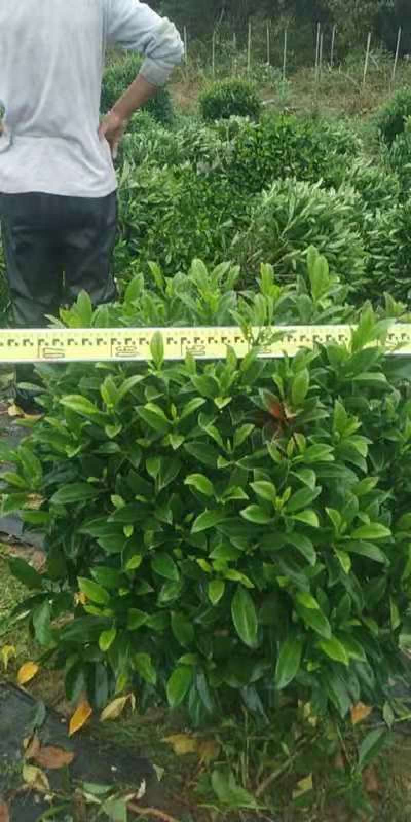非洲茉莉