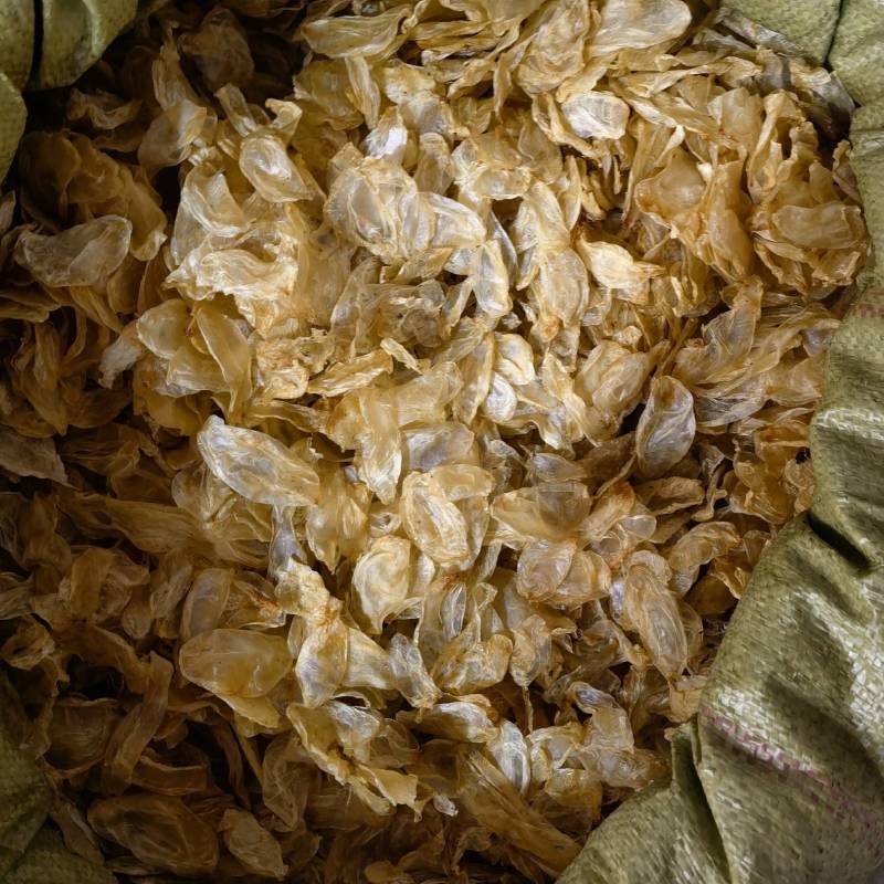 鱼鳔精选无硫货个头大品相好常年有货百信药业