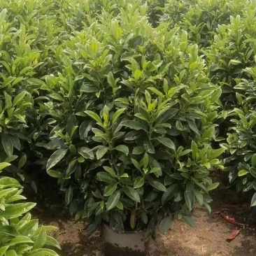 非洲茉莉