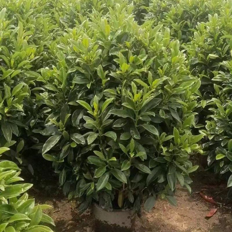非洲茉莉