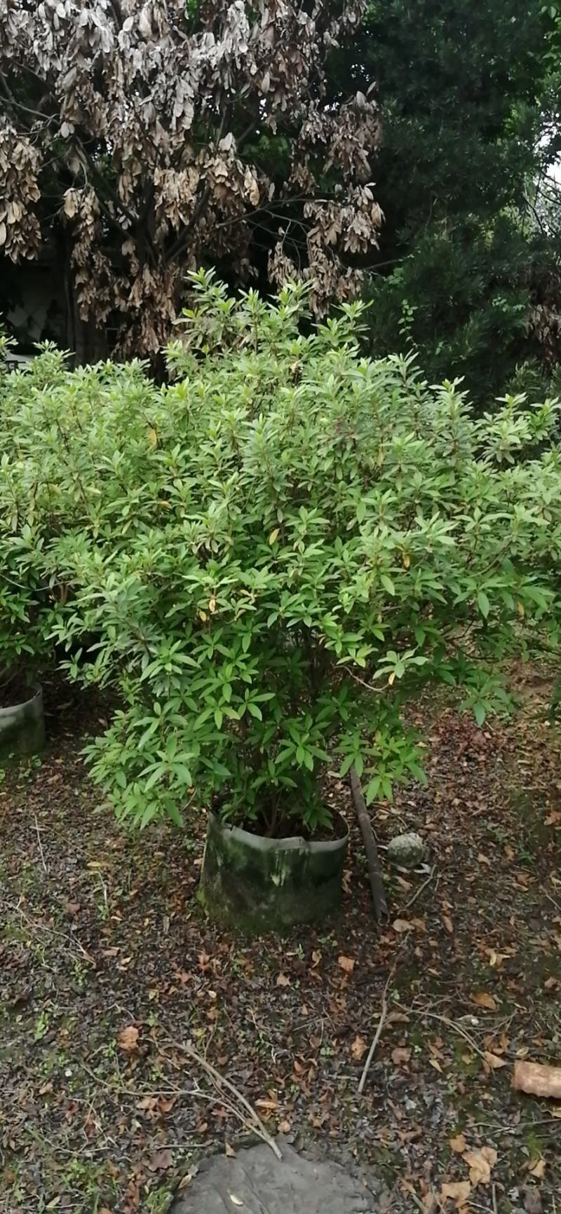 毛杜鹃