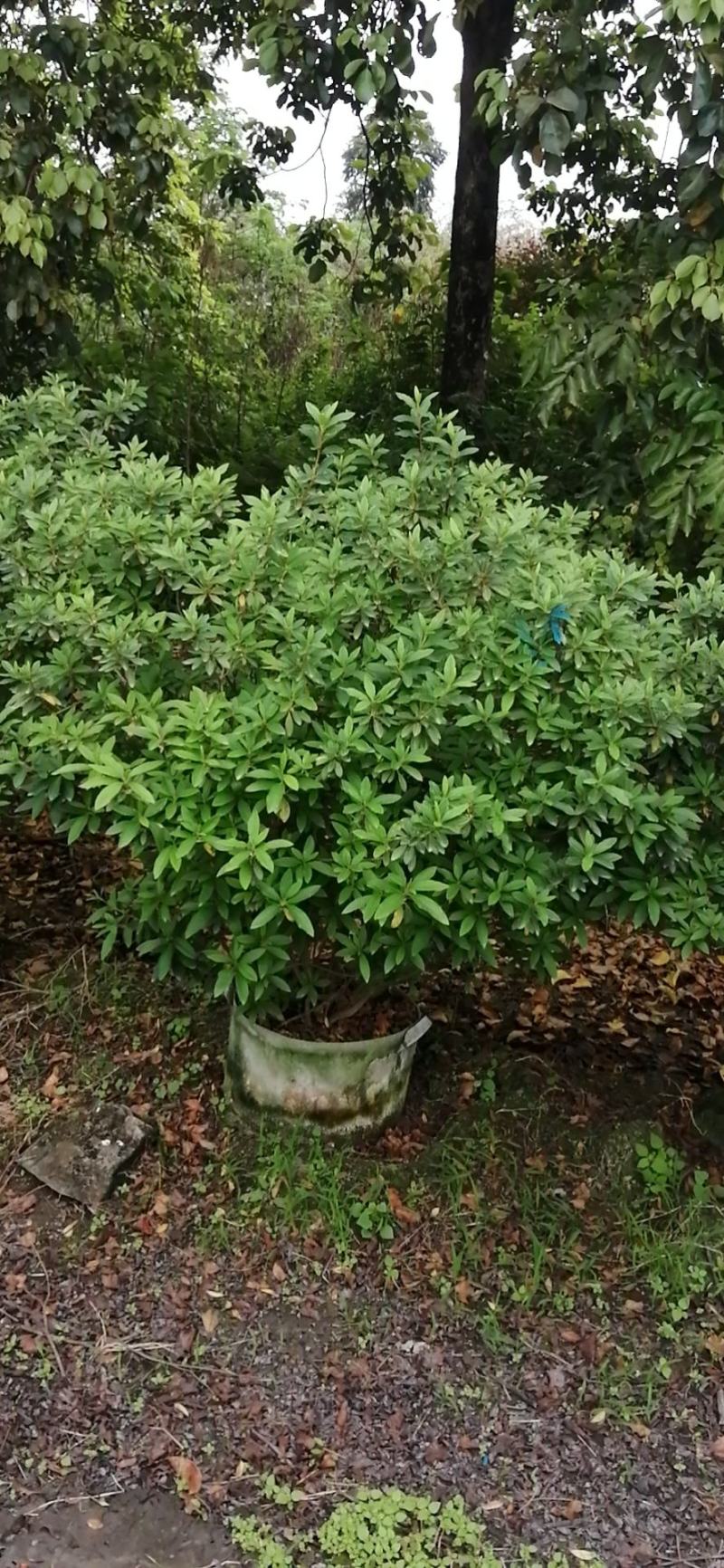 毛杜鹃