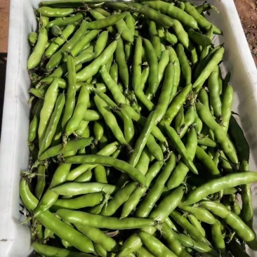 鲜蚕豆