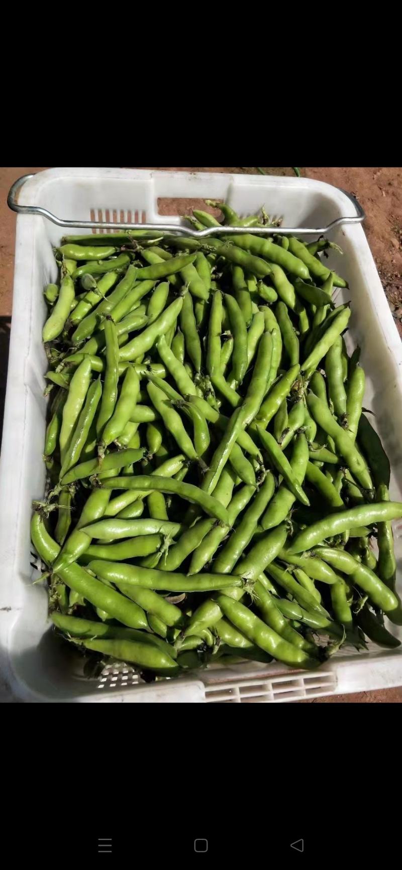 鲜蚕豆