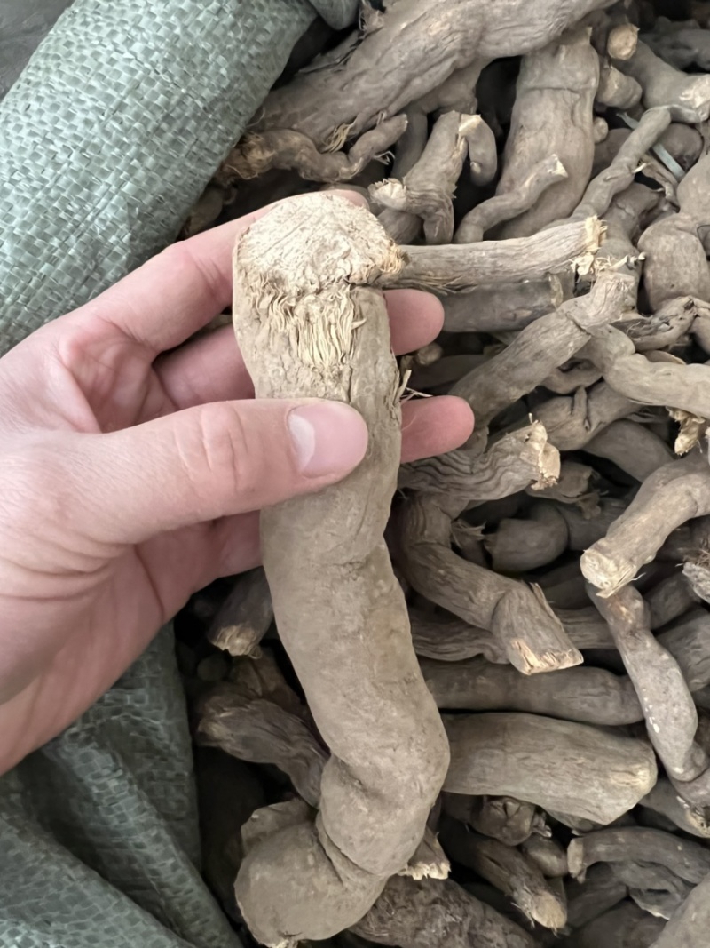 雪里开全根毛莨科植物单叶铁线莲的根