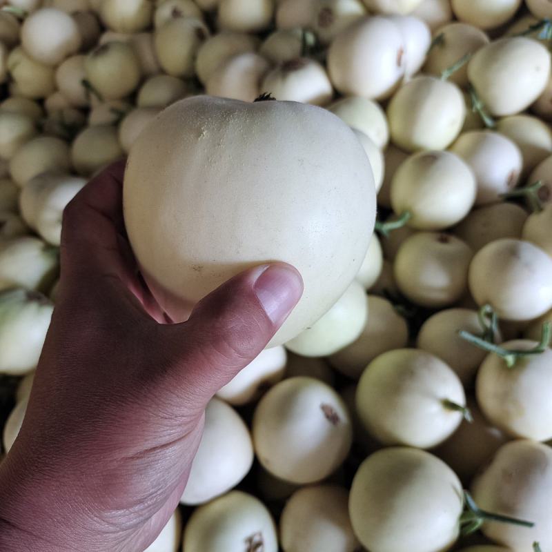 羊角蜜，小白瓜，大量上市