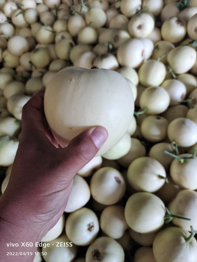 羊角蜜，小白瓜，大量上市