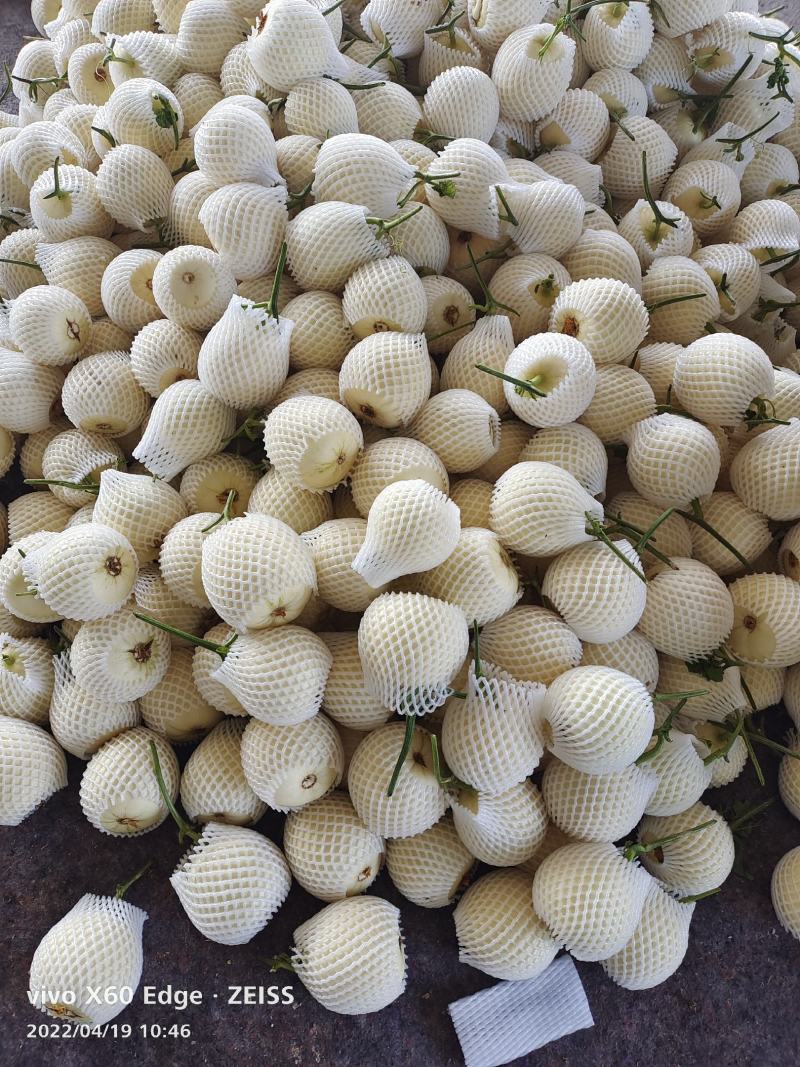 羊角蜜，小白瓜，大量上市