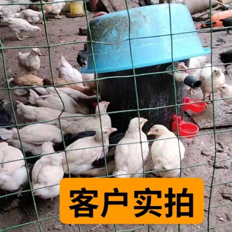 鸡用自动饮水器鸡鸭鸽子饮水碗喝水碗雏鸡鸟用饮水器鸡鹌鹑饮