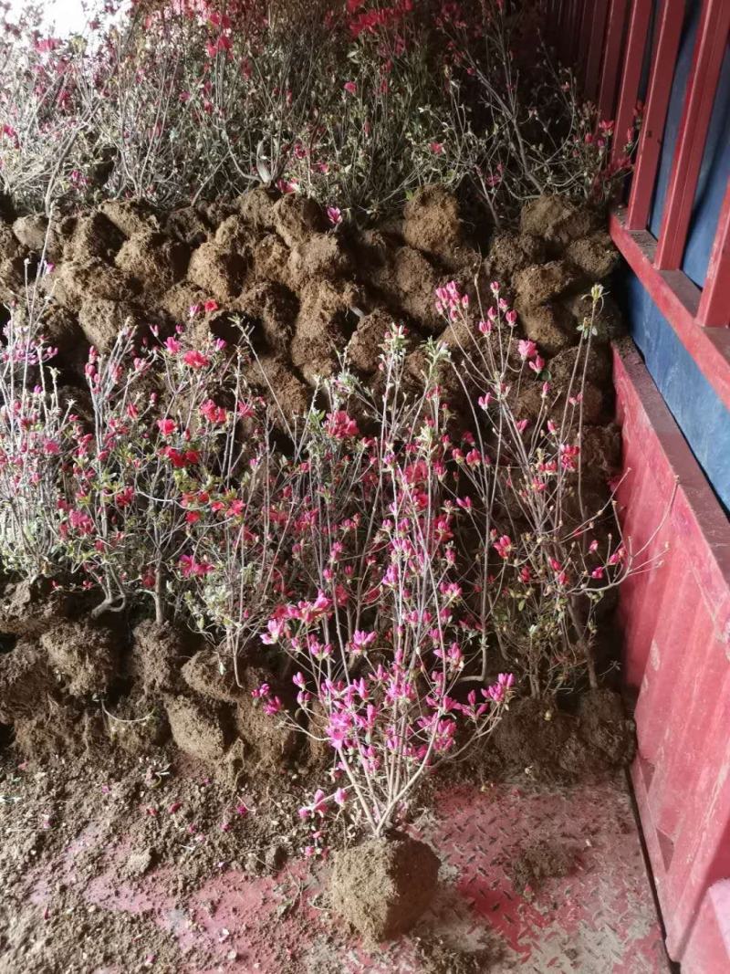 出售供应映山红籽播苗，各规格映山红花海工程苗